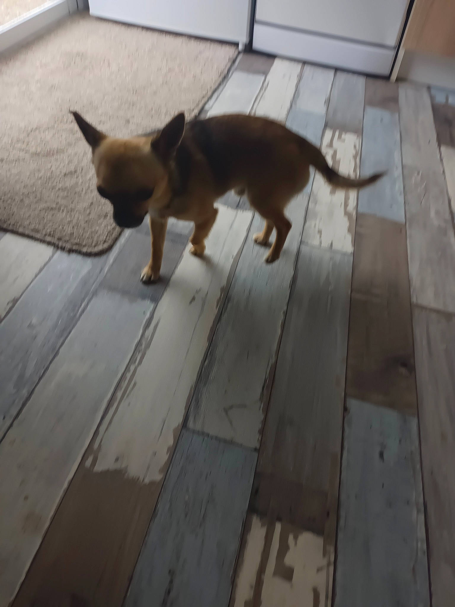 Locky a rejoint le concours — aidez-le/la à gagner de superbes lots ! brown, carnivore, comfort, companion_dog, dog, dog_breed, fawn, floor, flooring, fur, hardwood, mammal, plank, snout, sporting_group, tail, toy_dog, vertebrate, wood, working_animal