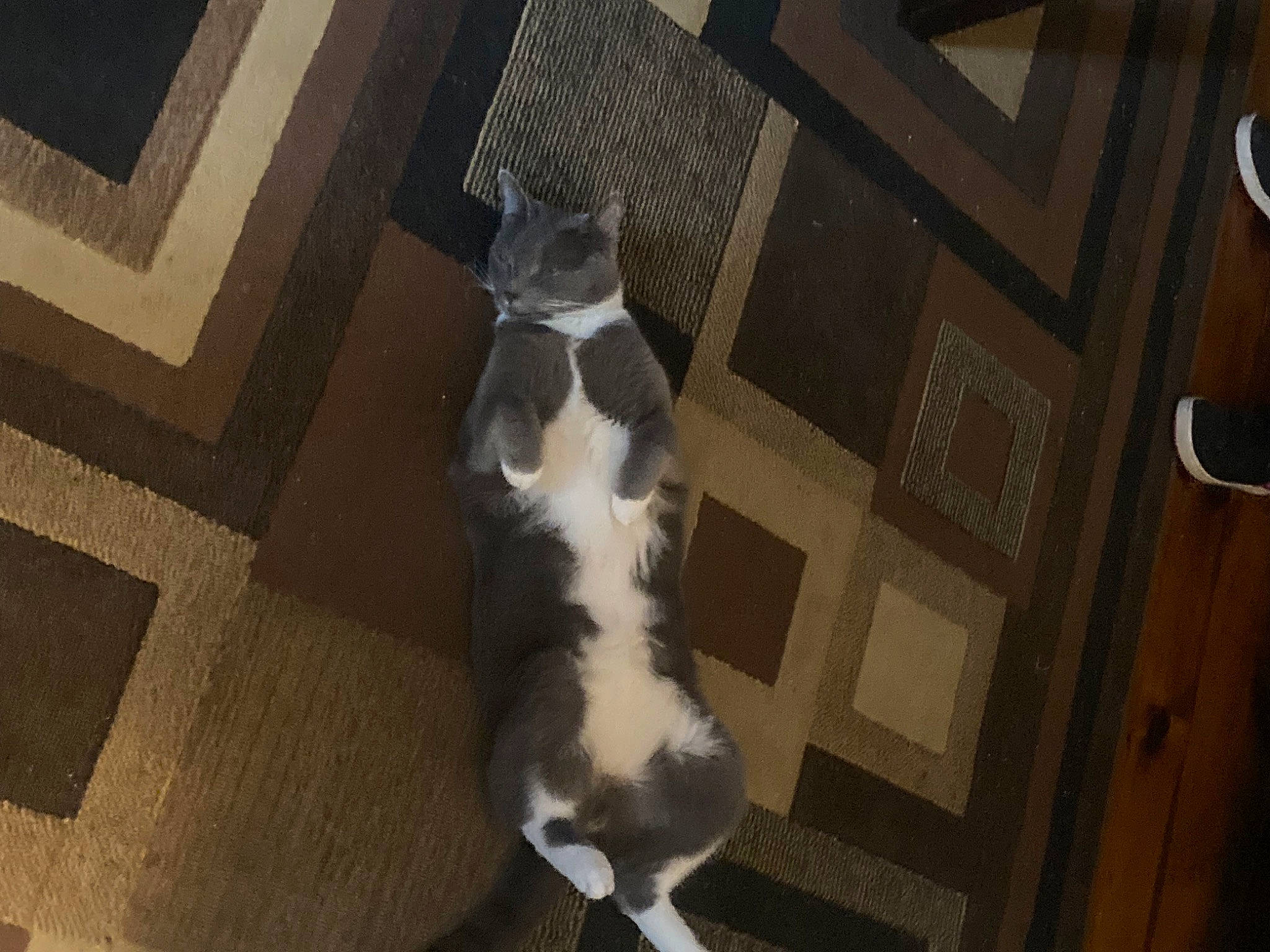 Pikachu joined the competition — help win amazing prizes! brown, canidae, carnivore, cat, companion_dog, dog_breed, domestic_short_haired_cat, fawn, felidae, flooring, fur, hardwood, human_leg, paw, room, small_to_medium_sized_cats, sporting_group, tail, whiskers, wood