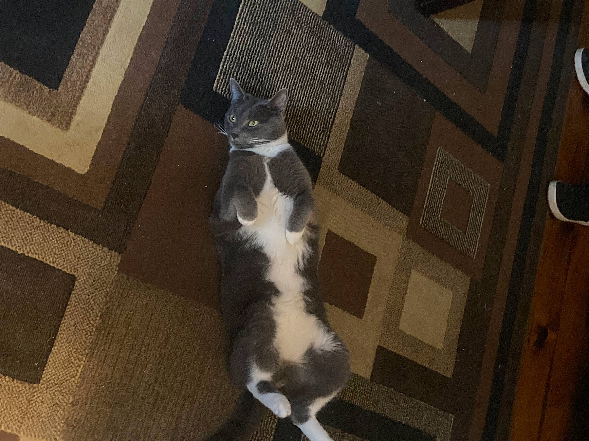 Pikachu is registered to the contest to win money with this photo: brown, canidae, carnivore, cat, dog_breed, domestic_short_haired_cat, felidae, floor, flooring, fur, hardwood, human_leg, pattern, paw, room, small_to_medium_sized_cats, sporting_group, tail, whiskers, wood