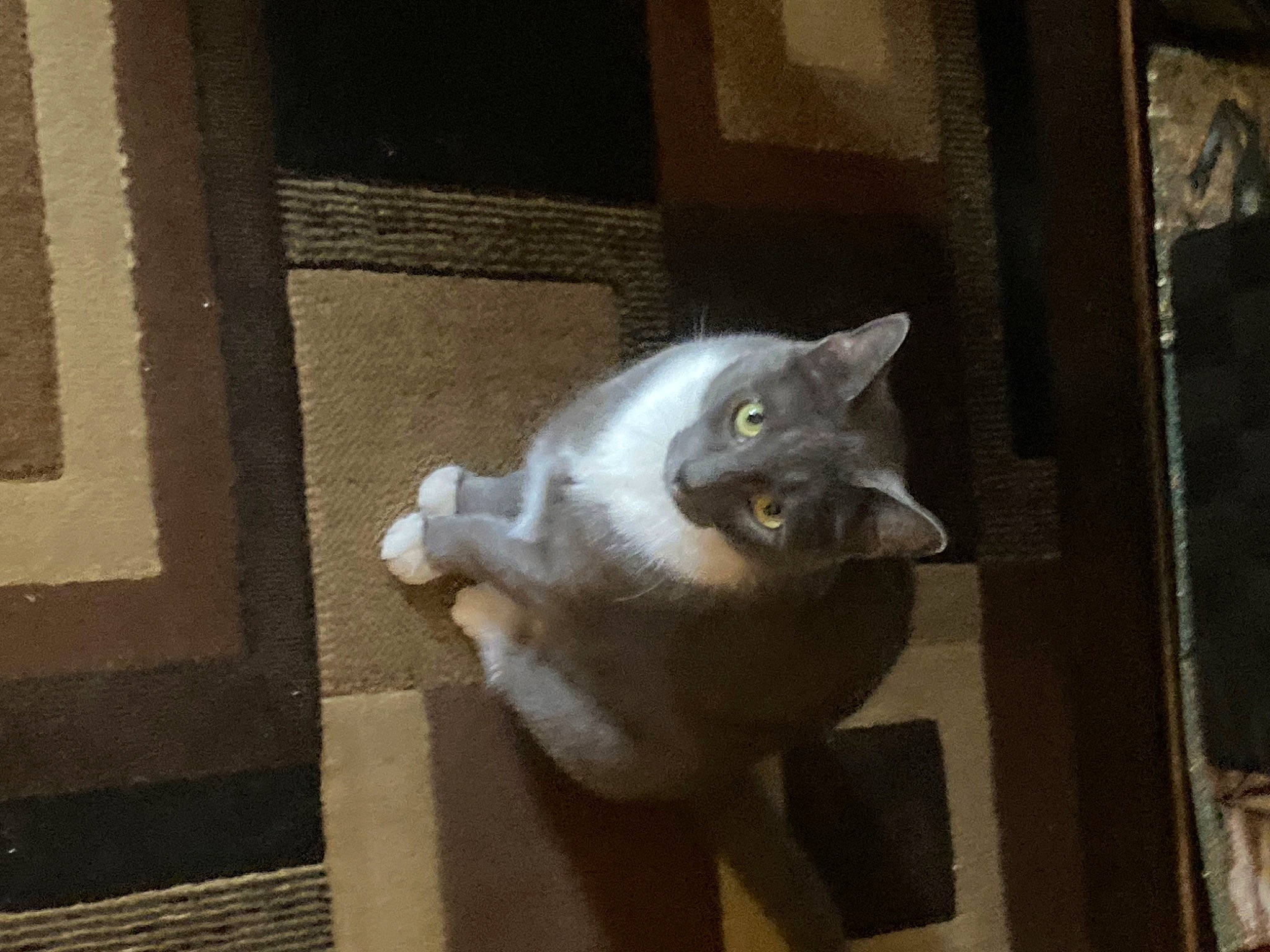 Pikachu joined the competition — help win amazing prizes! animal_shelter, carnivore, cat, cat_supply, domestic_short_haired_cat, door, eye, fawn, felidae, fur, grey, paw, small_to_medium_sized_cats, tail, whiskers, wood