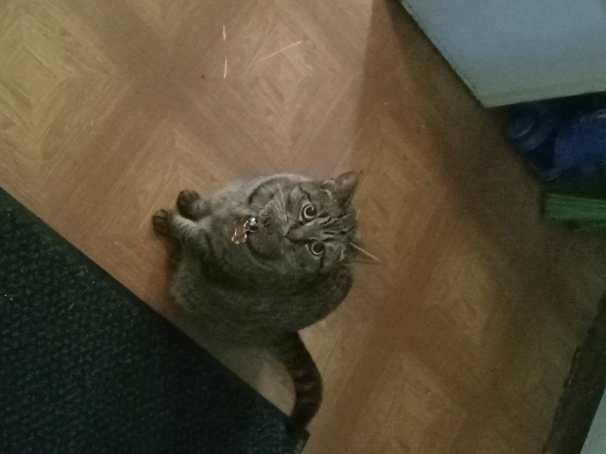 Lilly joined the competition — help win amazing prizes! carnivore, cat, comfort, domestic_short_haired_cat, felidae, flooring, fur, grey, hardwood, metal, room, sculpture, small_to_medium_sized_cats, snout, tail, terrestrial_animal, whiskers, wood