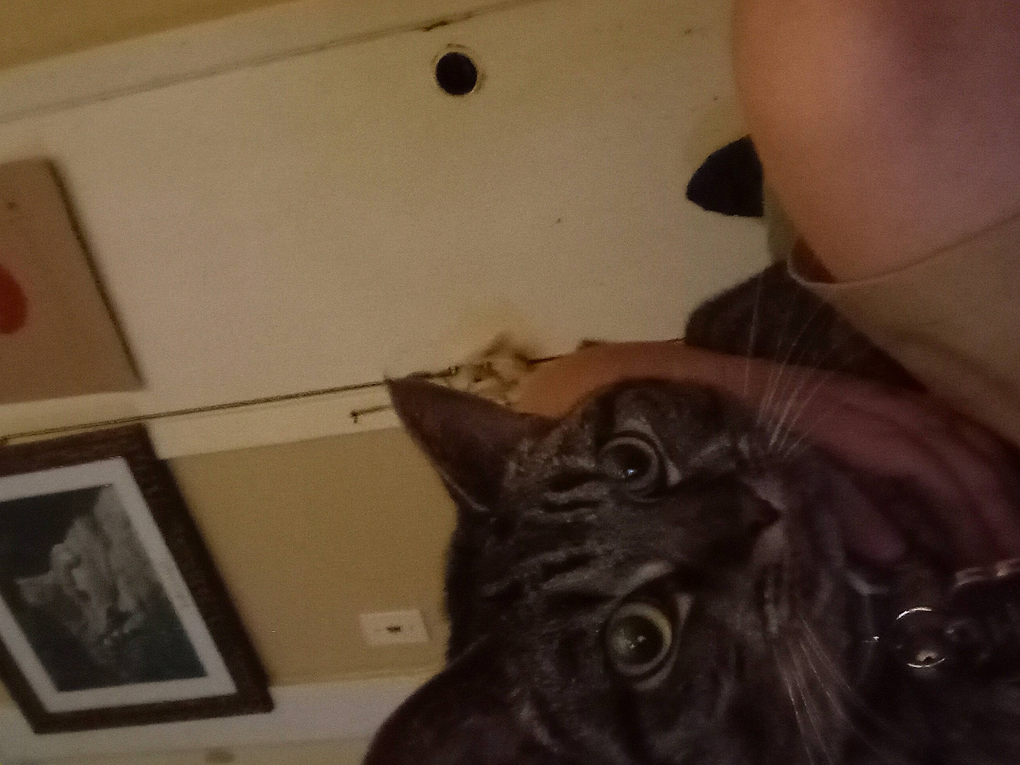 Lilly is registered to the contest to win money with this photo: beard, black_cat, carnivore, cat, dog_breed, domestic_short_haired_cat, felidae, fur, gesture, jaw, moustache, nose, paw, picture_frame, selfie, small_to_medium_sized_cats, square, tail, vertebrate, whiskers