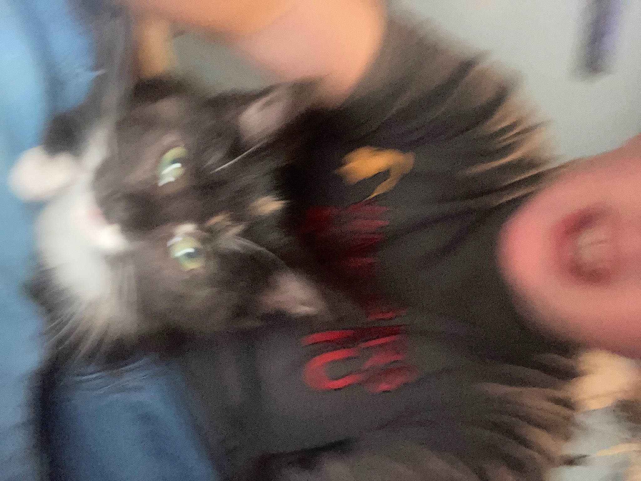 Chloe joined the competition — help win amazing prizes! black_hair, carnivore, cat, domestic_short_haired_cat, ear, eyelash, felidae, fun, fur, gesture, iris, nail, neck, nose, selfie, small_to_medium_sized_cats, snout, tail, thumb, whiskers