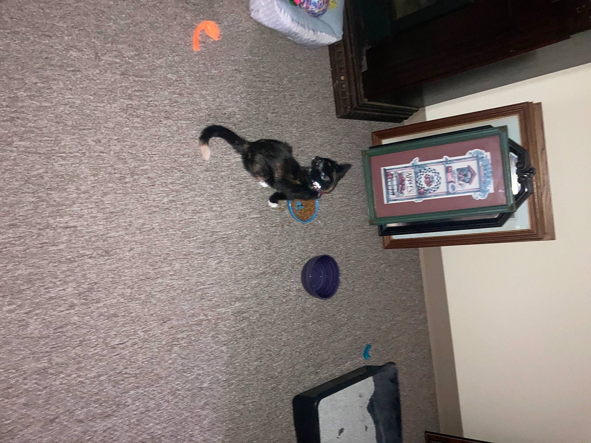 Chloe is registered to the contest to win money with this photo: audio_equipment, black_cat, canidae, carnivore, cat, ceiling, display_device, dog_breed, domestic_short_haired_cat, felidae, flooring, grey, hardwood, picture_frame, plaster, room, small_to_medium_sized_cats, tail, television, wood