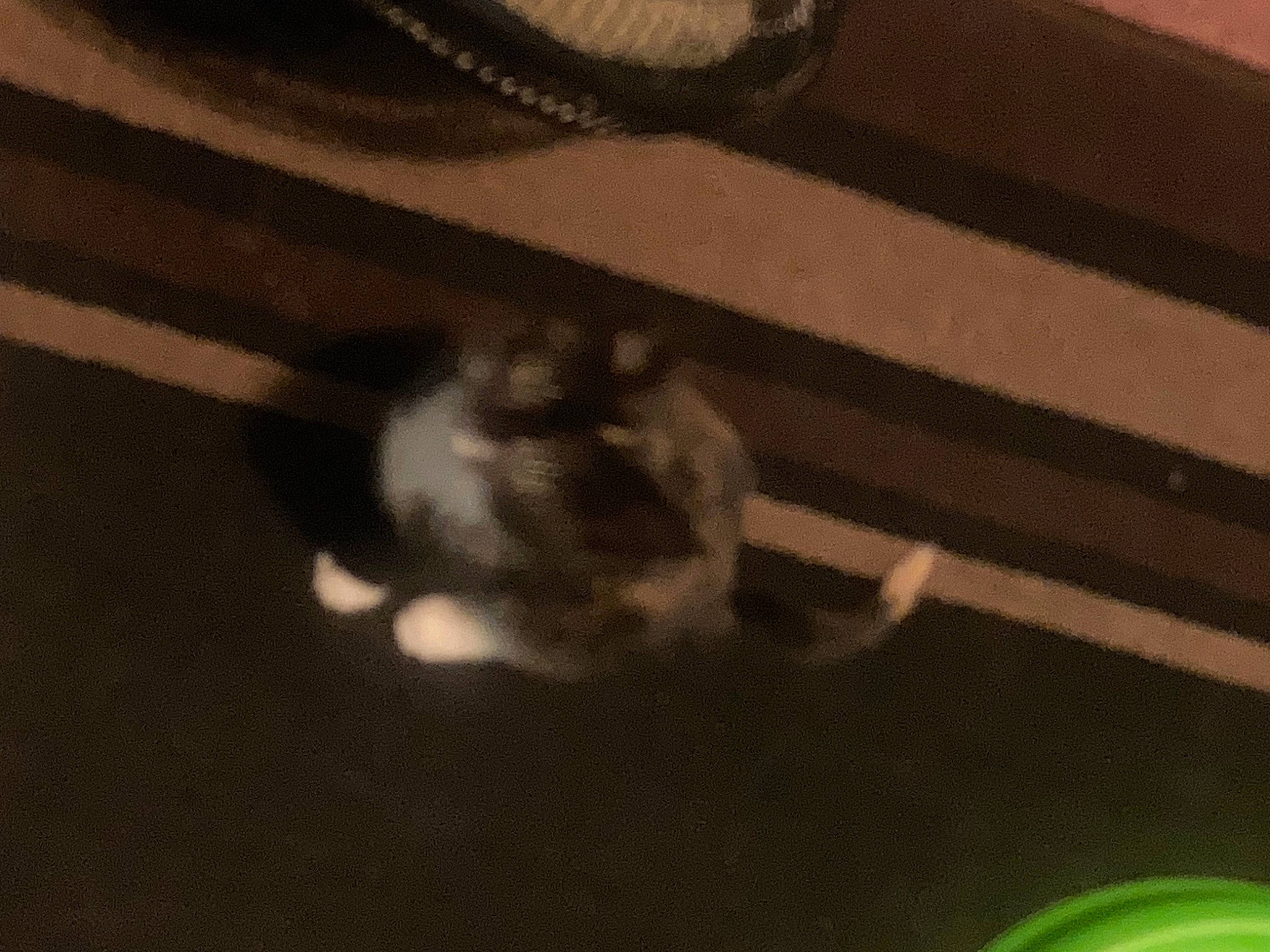 Chloe joined the competition — help win amazing prizes! ceiling, cloud, darkness, dog_breed, domestic_short_haired_cat, felidae, flooring, foot, fur, hardwood, monochrome, paw, room, shadow, sky, small_to_medium_sized_cats, tail, tints_and_shades, whiskers, wood