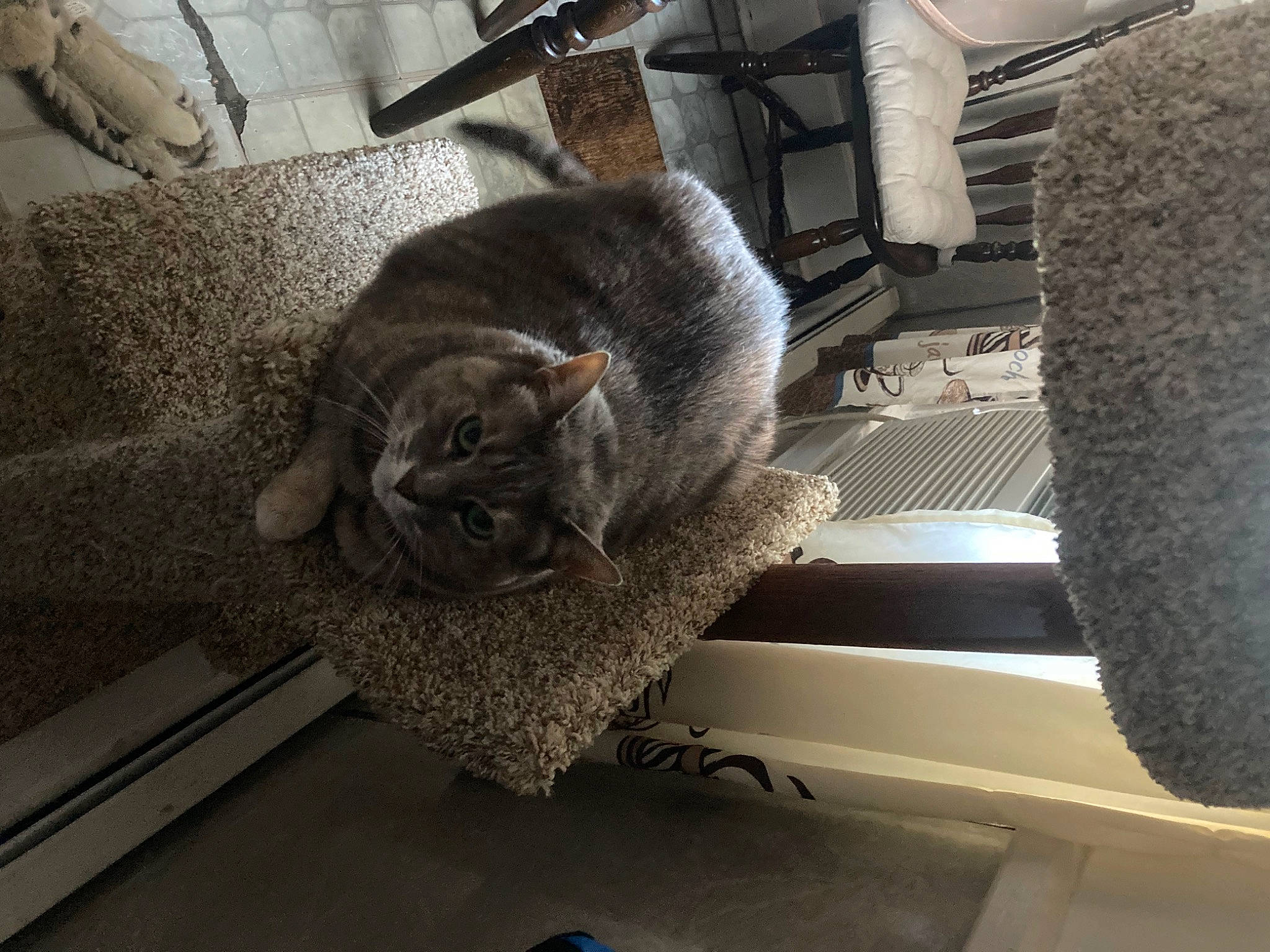 Grace joined the competition — help win amazing prizes! automotive_tire, carnivore, cat, comfort, domestic_short_haired_cat, felidae, floor, flooring, fur, grey, hardwood, metal, nap, room, sitting, small_to_medium_sized_cats, tail, vehicle, whiskers, wood