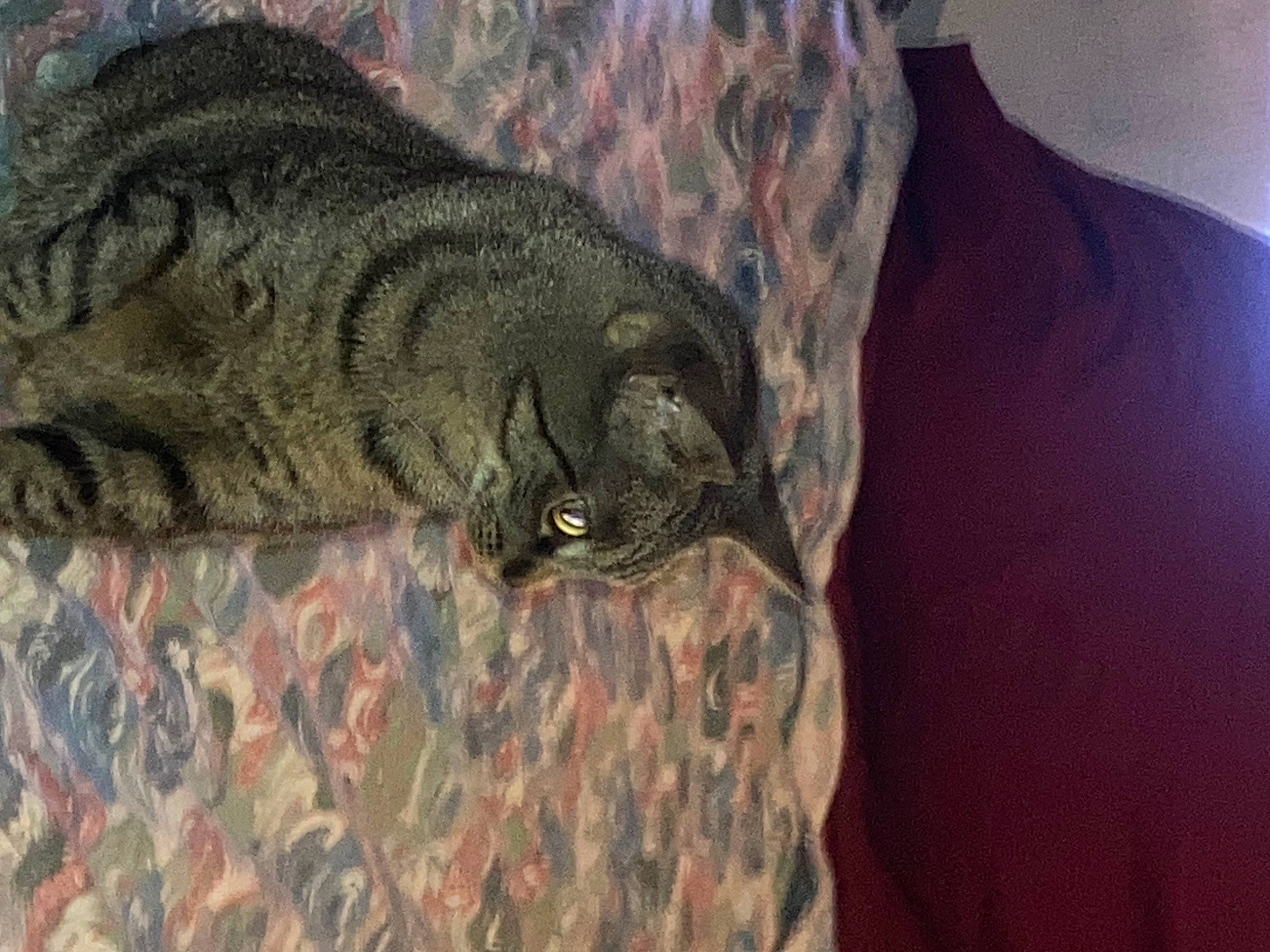 Lily is registered to the contest to win money with this photo: camouflage, carnivore, cat, claw, comfort, domestic_short_haired_cat, felidae, fur, grey, military_camouflage, pattern, sleeve, small_to_medium_sized_cats, snout, tail, terrestrial_animal, whiskers, wood