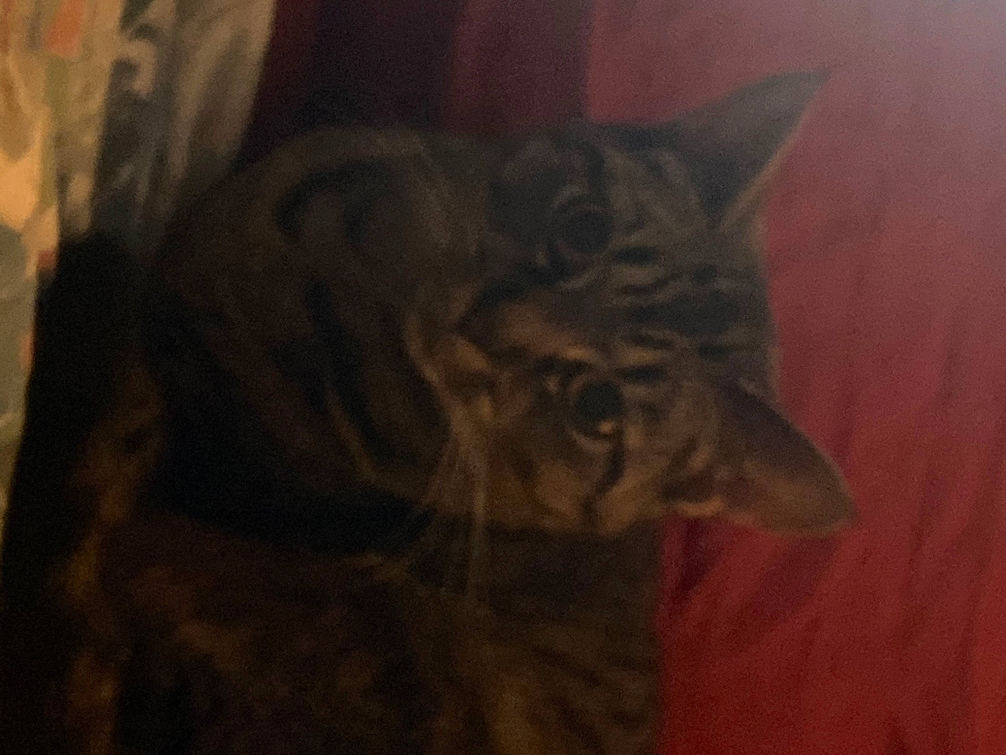 Lily joined the competition — help win amazing prizes! art, carnivore, cat, darkness, domestic_short_haired_cat, felidae, fur, grey, night, pattern, small_to_medium_sized_cats, tail, terrestrial_animal, visual_arts, whiskers, wildlife, wood