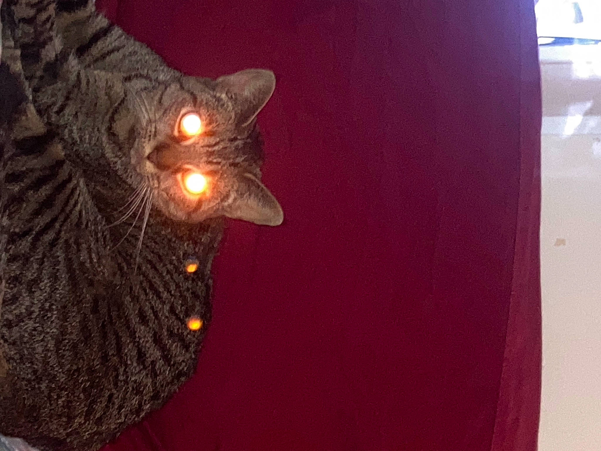 Lily is registered to the contest to win money with this photo: black_cat, bombay, brown, carnivore, cat, domestic_short_haired_cat, felidae, fur, hardwood, magenta, small_to_medium_sized_cats, tail, terrestrial_animal, whiskers, wood