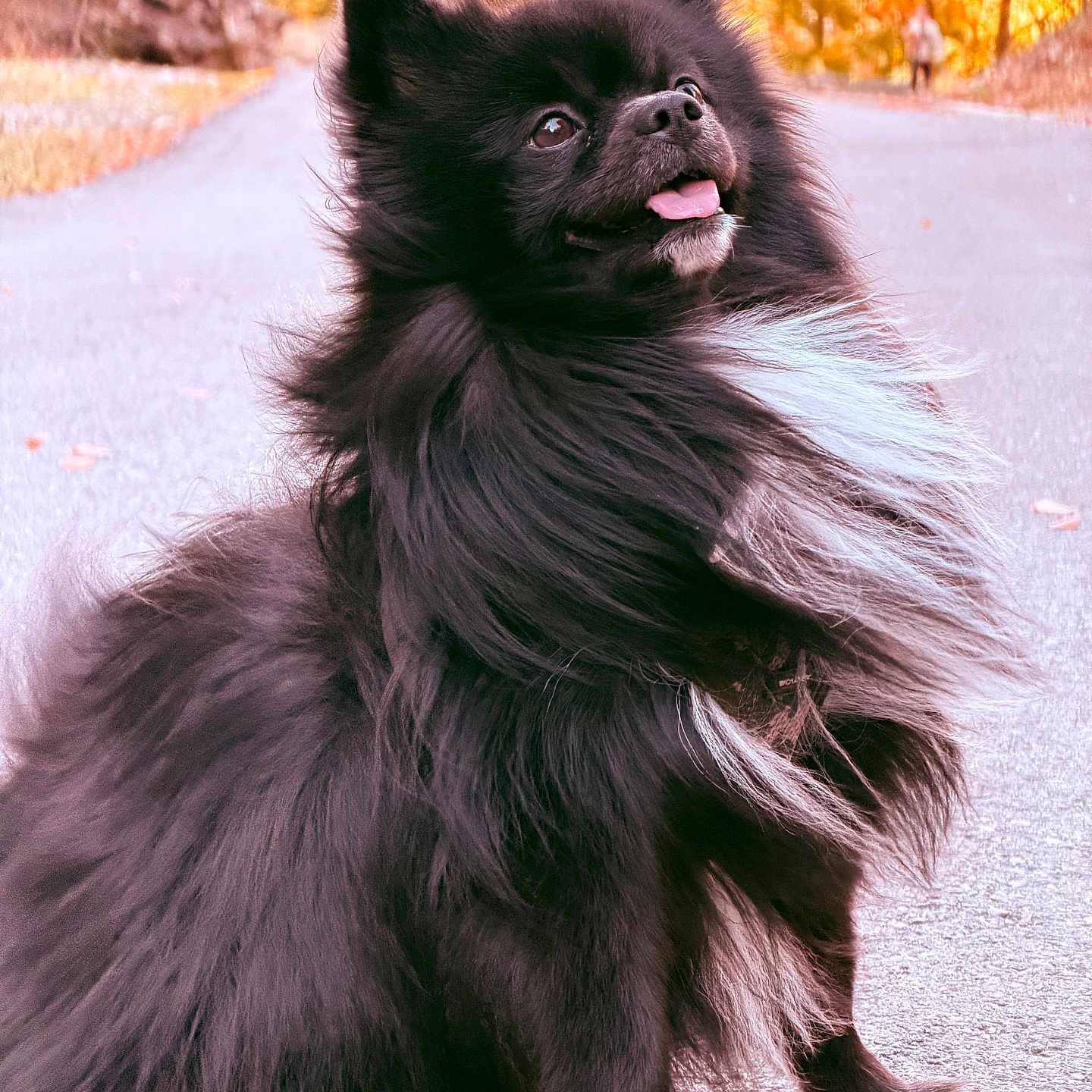 Taiko a rejoint le concours — aidez-le/la à gagner de superbes lots ! animal, autumn, black_dog, canine, cute, dog, fluffy, friendly, fur, golden_hour, happy, leaves, nature, outdoor, path, pet, portrait, sitting, tongue_out, white_patch