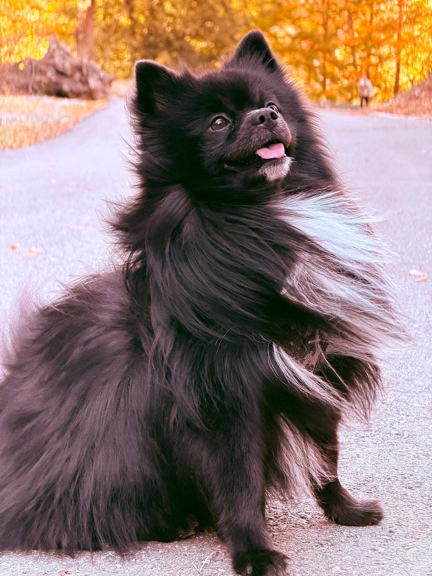 Taiko a rejoint le concours — aidez-le/la à gagner de superbes lots ! dog, black_dog, fluffy, sitting, autumn, outdoor, path, tongue_out, happy, pet, canine, nature, fur, white_patch, leaves, golden_hour, portrait, animal, cute, friendly