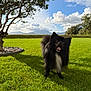 dog, black_dog, fluffy, grass, outdoor, sky, clouds, tree, mountains, sunlight, shadow, nature, pet, animal, greenery, daylight, canine, park, landscape, open_mouth