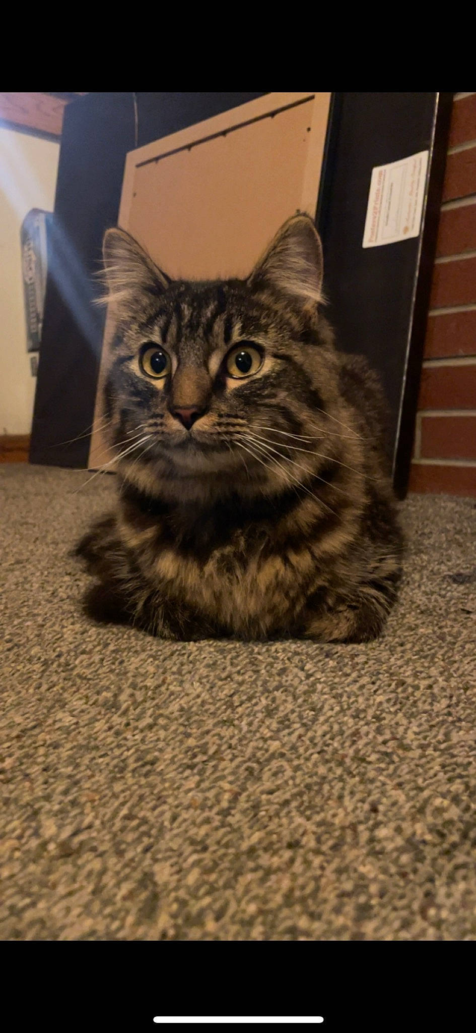 Tucker is registered to the contest to win money with this photo: carnivore, cat, claw, domestic_short_haired_cat, door, eye, felidae, flooring, fur, grey, paw, road_surface, sitting, small_to_medium_sized_cats, snout, tail, terrestrial_animal, whiskers, window, wood