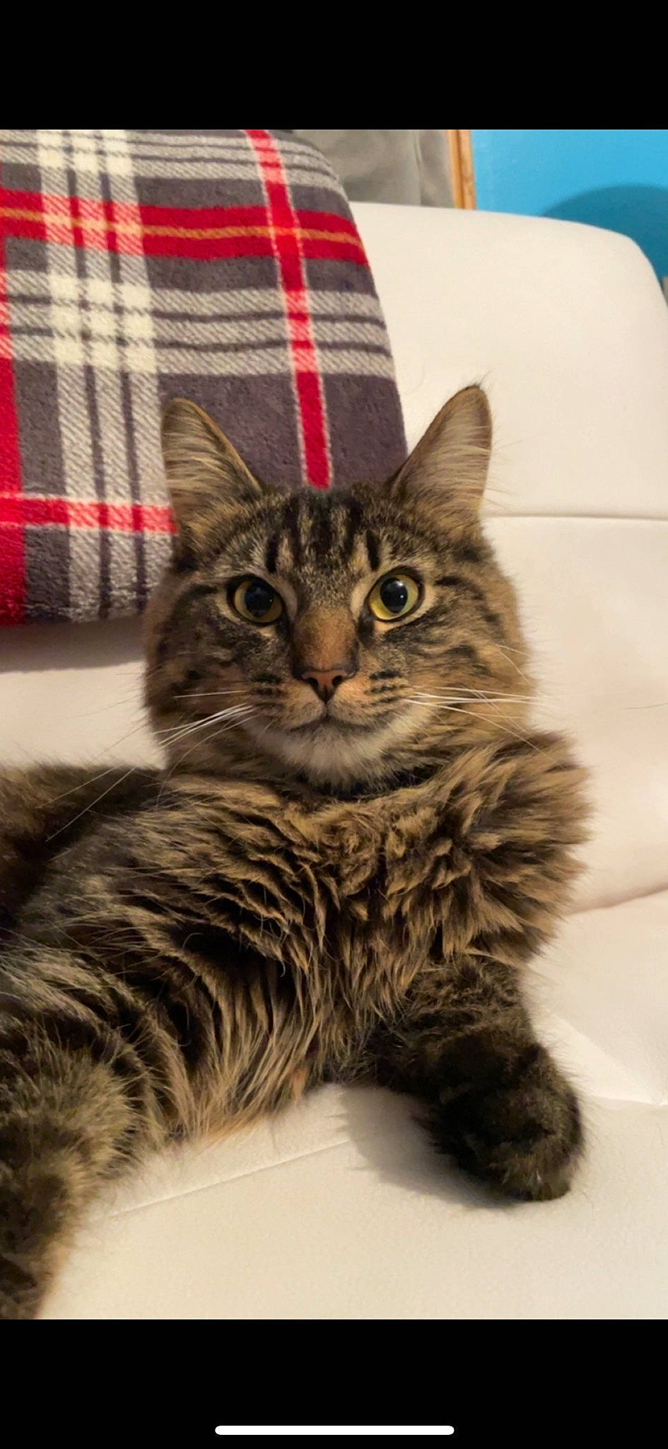 Tucker is registered to the contest to win money with this photo: carnivore, cat, claw, domestic_short_haired_cat, felidae, fur, pattern, paw, plaid, sitting, small_to_medium_sized_cats, snout, tail, tartan, terrestrial_animal, whiskers