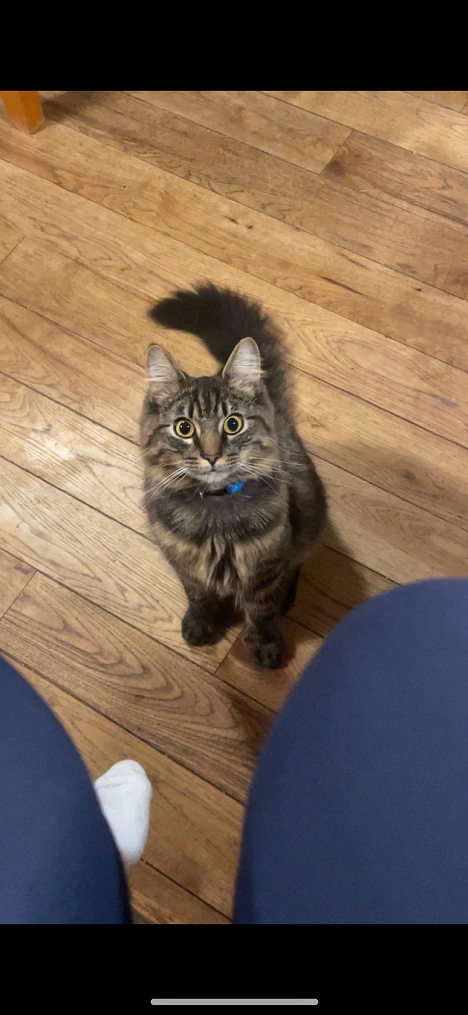 Tucker joined the competition — help win amazing prizes! carnivore, cat, domestic_short_haired_cat, felidae, floor, flooring, fur, grey, hardwood, laminate_flooring, paw, plank, small_to_medium_sized_cats, snout, tail, varnish, whiskers, wood, wood_flooring, wood_stain