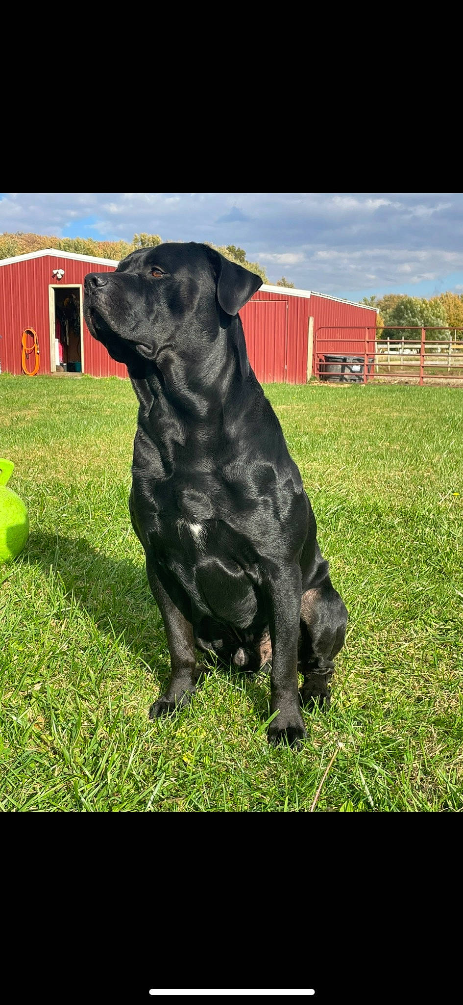 Thore is registered to the contest to win money with this photo: borador, canidae, carnivore, cloud, companion_dog, dog, dog_breed, fawn, grass, grassland, guard_dog, gun_dog, plant, sky, snout, sporting_group, tail, terrestrial_animal, tree, working_animal