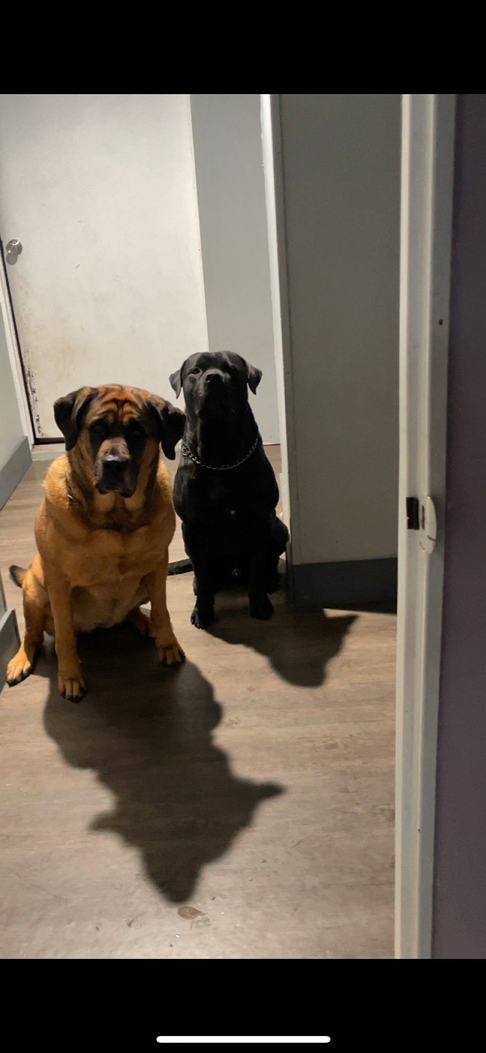 Thore is registered to the contest to win money with this photo: canidae, carnivore, companion_dog, dog, dog_breed, dog_collar, door, fawn, flooring, guard_dog, molosser, pet_supply, snout, sporting_group, tail, toy_dog, wood, working_animal, working_dog, wrinkle