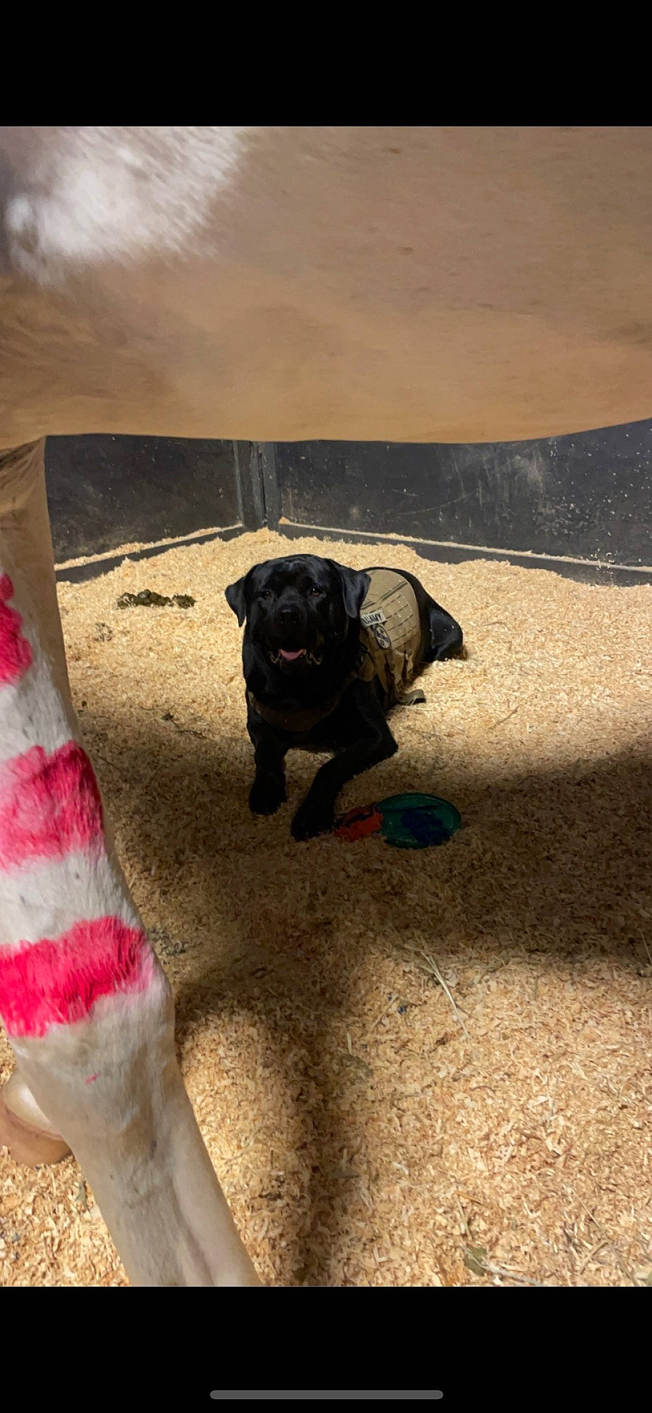 Thore is registered to the contest to win money with this photo: carnivore, collar, companion_dog, dog, dog_breed, dog_collar, dog_supply, fawn, grass, landscape, leash, pet_supply, sand, shadow, sky, snout, soil, tail, tints_and_shades, working_animal