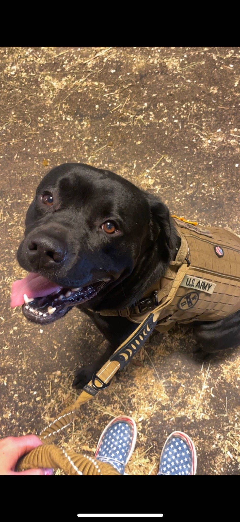 Thor joined the competition — help win amazing prizes! borador, carnivore, collar, companion_dog, dog, dog_breed, dog_collar, electric_blue, foot, gun_dog, leash, liver, personal_protective_equipment, pet_supply, pointing_breed, retriever, snout, sporting_group, whiskers, working_animal