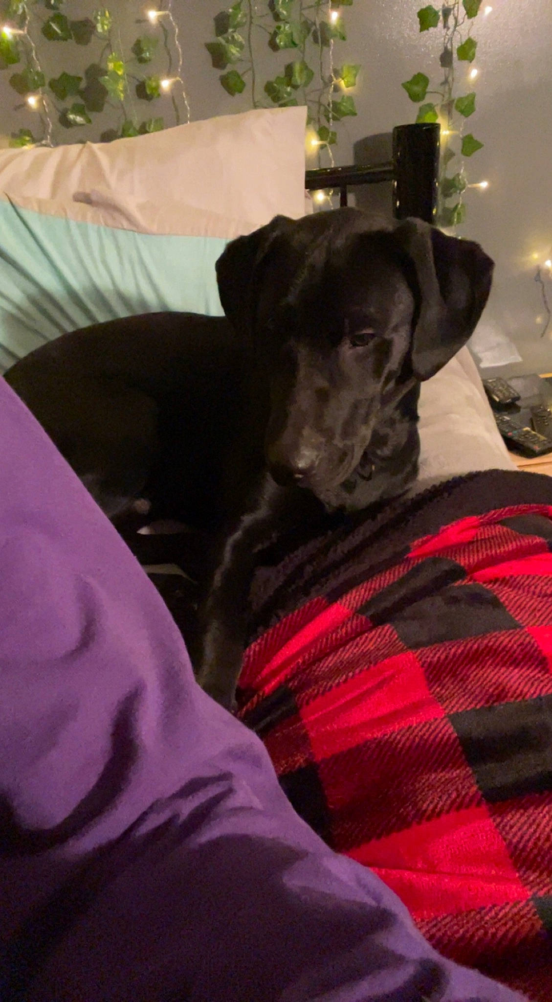 Gunner is registered to the contest to win money with this photo: canidae, carnivore, comfort, companion_dog, couch, dog, dog_breed, dog_supply, event, fawn, fur, linens, magenta, plaid, plant, purple, snout, sporting_group, tartan, working_animal