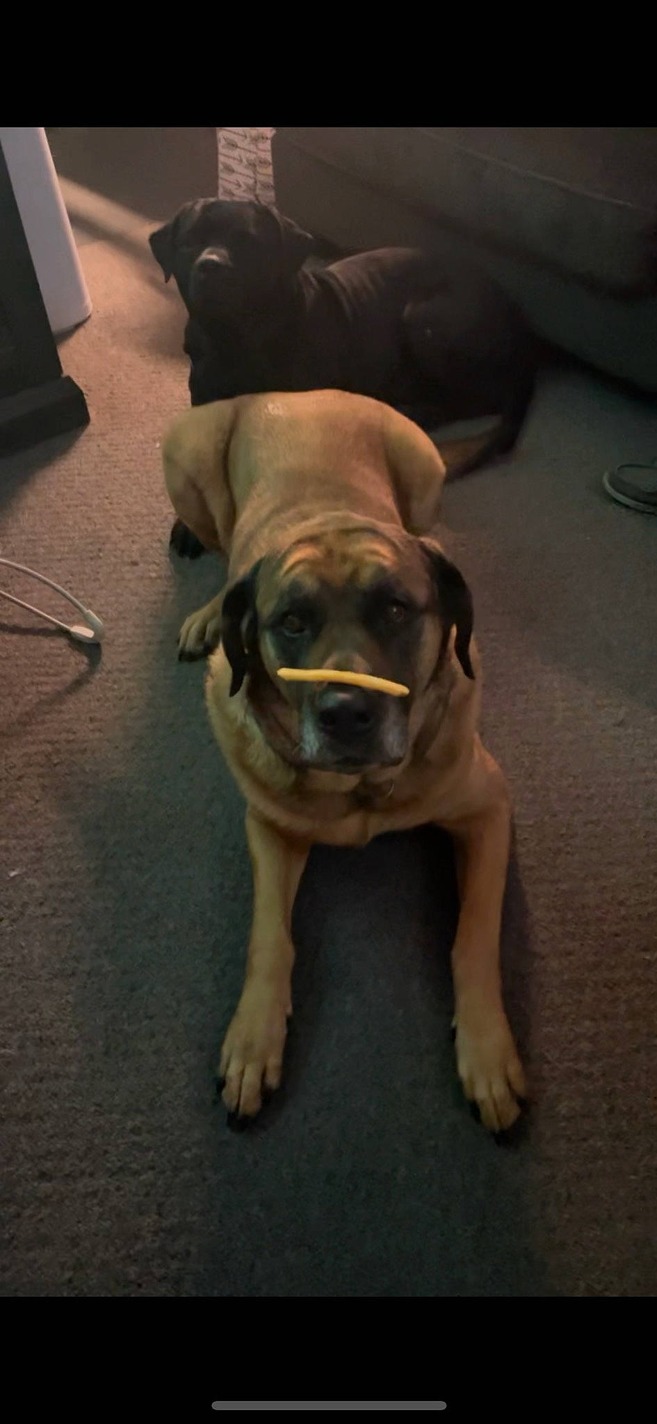 Juno joined the competition — help win amazing prizes! canidae, carnivore, companion_dog, dog, dog_breed, eye, fawn, floor, flooring, hardwood, non_sporting_group, paw, snout, sporting_group, tail, terrestrial_animal, toy_dog, working_animal, working_dog, wrinkle