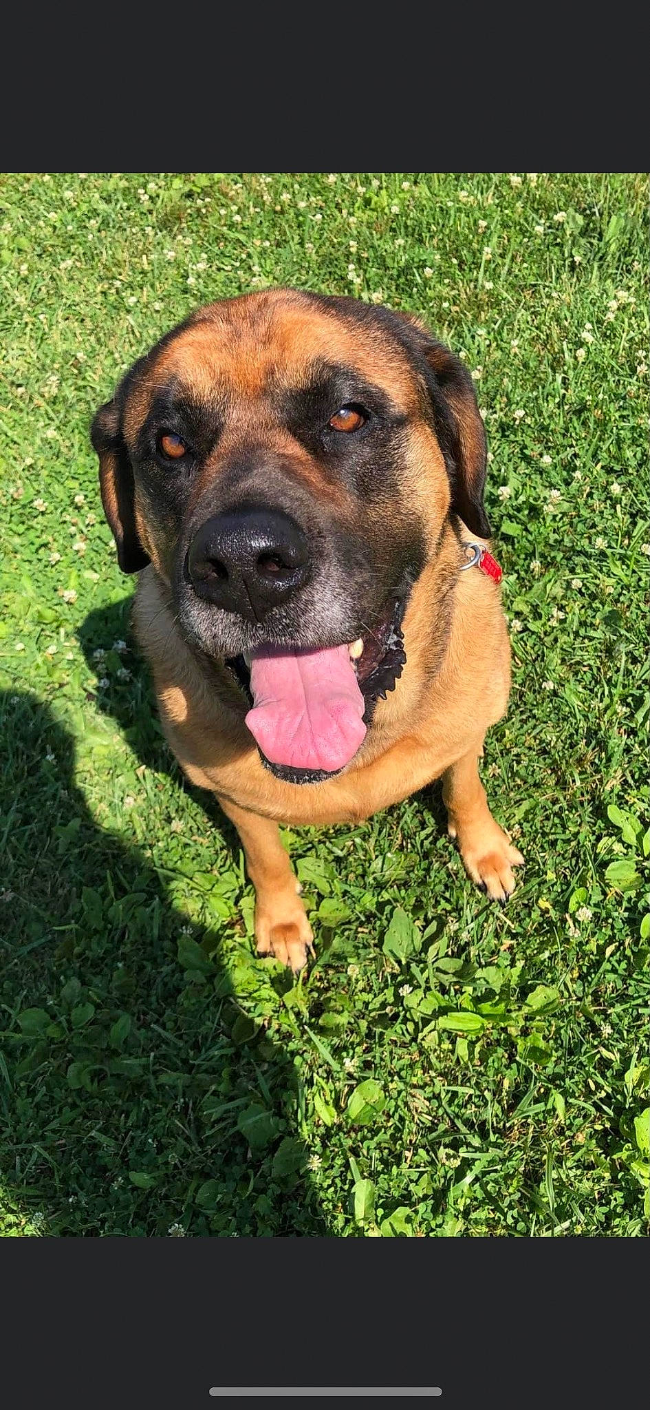 Juno joined the competition — help win amazing prizes! ancient_dog_breeds, carnivore, companion_dog, dog, dog_breed, fawn, giant_dog_breed, grass, groundcover, guard_dog, hunting_dog, molosser, people_in_nature, plant, snout, sporting_group, terrestrial_animal, working_dog