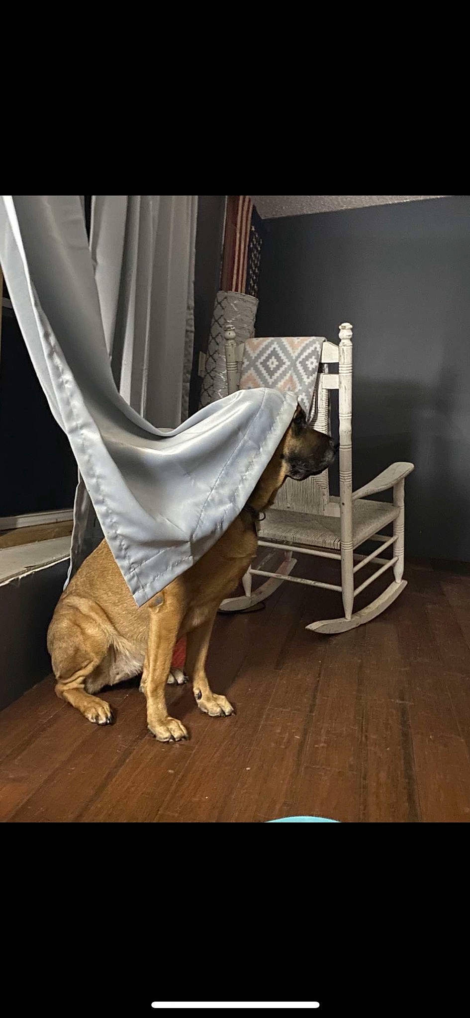 Juno is registered to the contest to win money with this photo: carnivore, chair, comfort, companion_dog, dog, dress, fawn, floor, flooring, hardwood, house, human_leg, laminate_flooring, plank, plant, plywood, room, wood, wood_flooring, working_animal