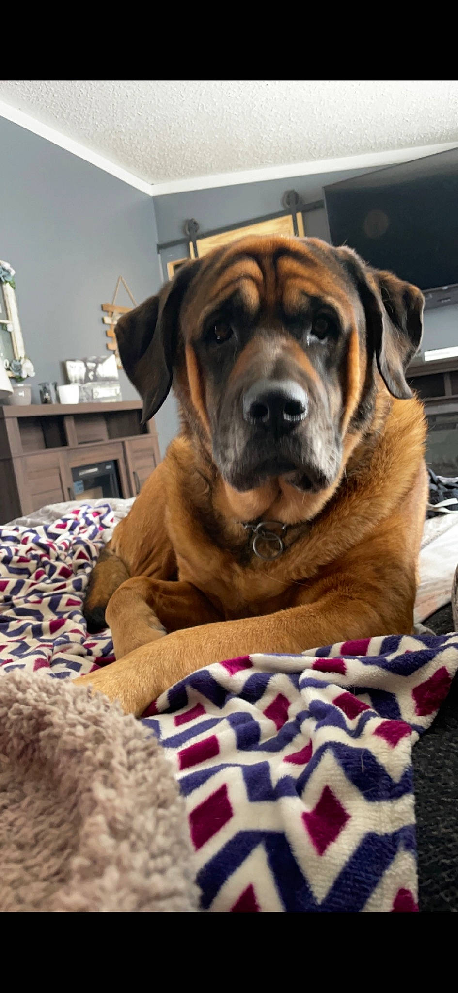 Juno joined the competition — help win amazing prizes! canidae, carnivore, collar, comfort, companion_dog, dog, dog_breed, dog_supply, fawn, fur, guard_dog, linens, snout, sporting_group, working_animal, working_dog