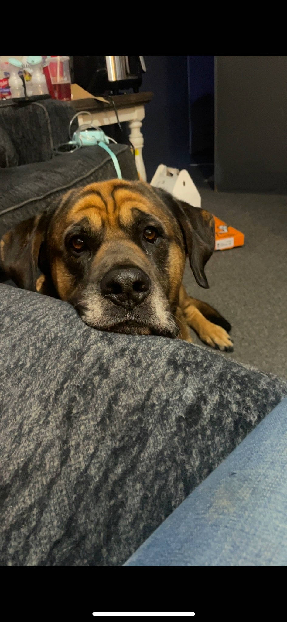 Juno is registered to the contest to win money with this photo: ancient_dog_breeds, carnivore, comfort, companion_dog, dog, dog_breed, fawn, flooring, fur, guard_dog, road_surface, snout, terrestrial_animal, whiskers, wood, working_animal, working_dog