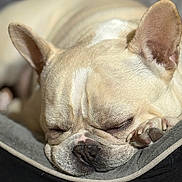 Boogie is registered to the contest to win money with this photo: dog, french_bulldog, sleeping, pet, close_up, bed, cozy, paw, wrinkles, animal, cute, relaxation, domestic_animal, resting, fur, nose, ear, indoors, companion, mammal