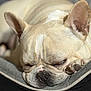dog, french_bulldog, sleeping, pet, close_up, bed, cozy, paw, wrinkles, animal, cute, relaxation, domestic_animal, resting, fur, nose, ear, indoors, companion, mammal
