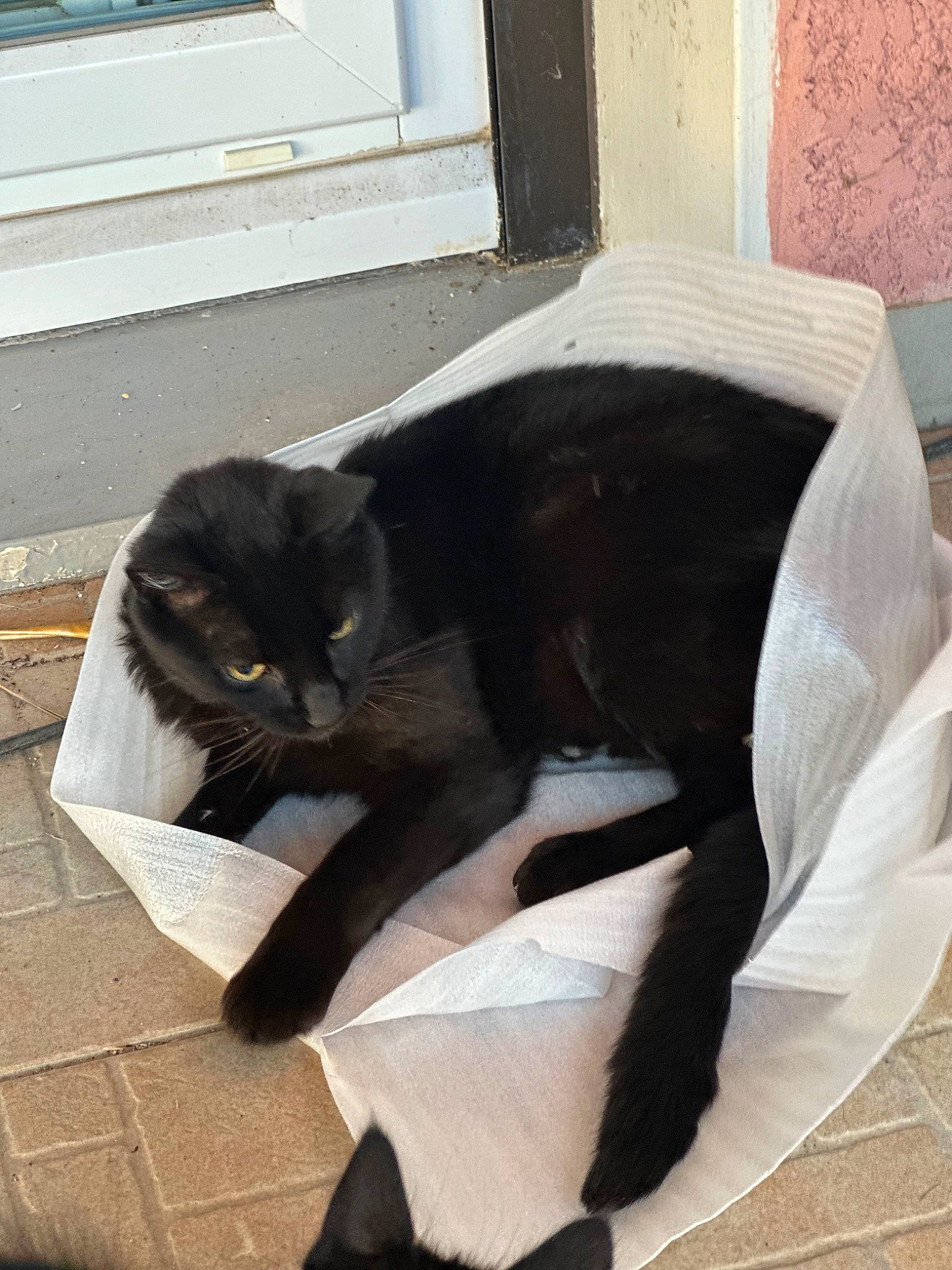 Pika participe au concours pour gagner de l'argent avec cette photo : bag, black_cat, carnivore, cat, comfort, domestic_short_haired_cat, felidae, floor, flooring, fur, grey, hardwood, pet_supply, sitting, small_to_medium_sized_cats, tail, terrestrial_animal, whiskers, window, wood