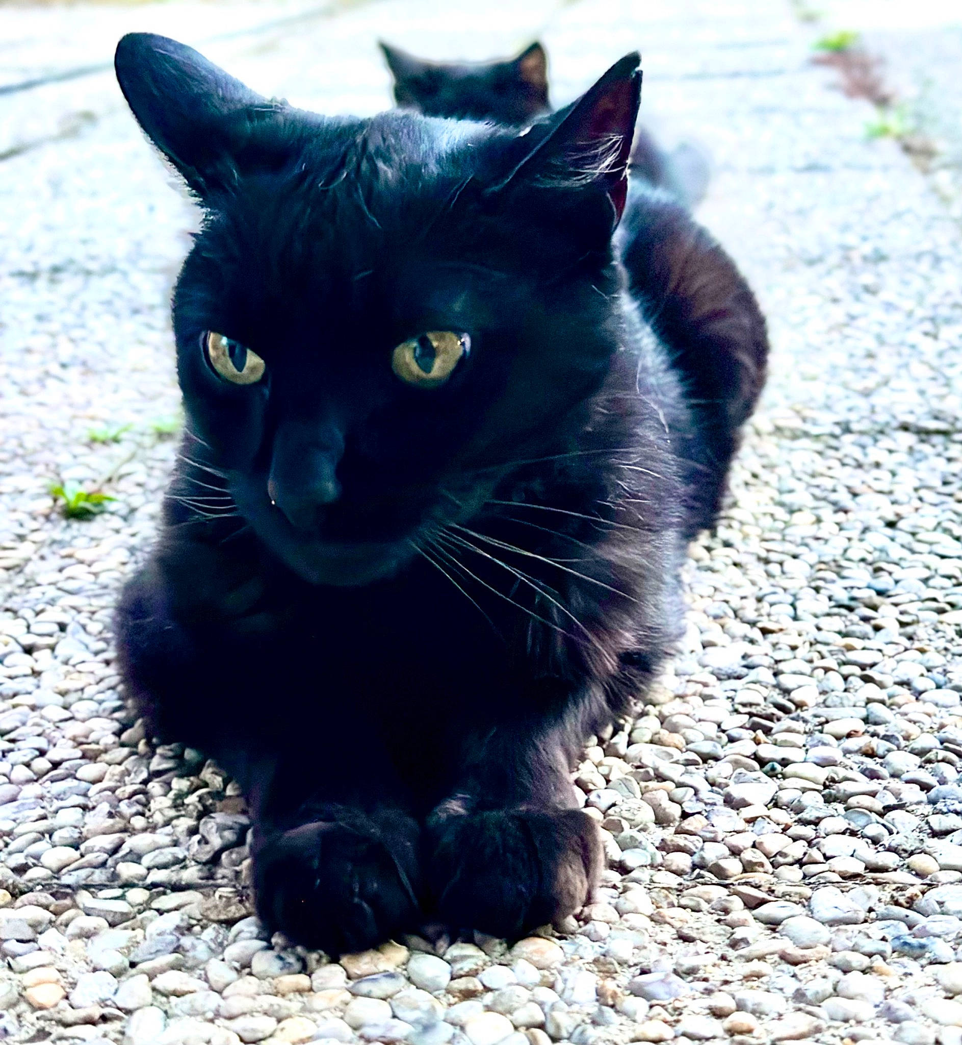 Pika a rejoint le concours — aidez-le/la à gagner de superbes lots ! asphalt, black_cat, bombay, carnivore, cat, claw, domestic_short_haired_cat, electric_blue, felidae, foot, fur, grass, paw, road_surface, shadow, small_to_medium_sized_cats, snout, tail, terrestrial_animal, whiskers