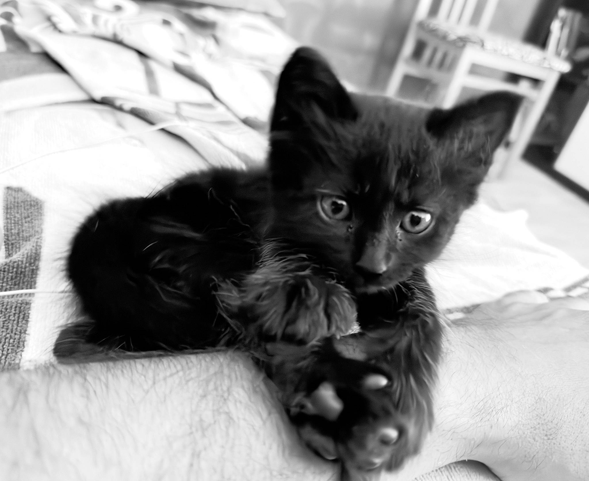 Goku participe au concours pour gagner de l'argent avec cette photo : black_and_white, black_cat, bombay, carnivore, cat, claw, comfort, domestic_short_haired_cat, felidae, foot, fur, monochrome, monochrome_photography, paw, small_to_medium_sized_cats, snout, style, tail, terrestrial_animal, whiskers