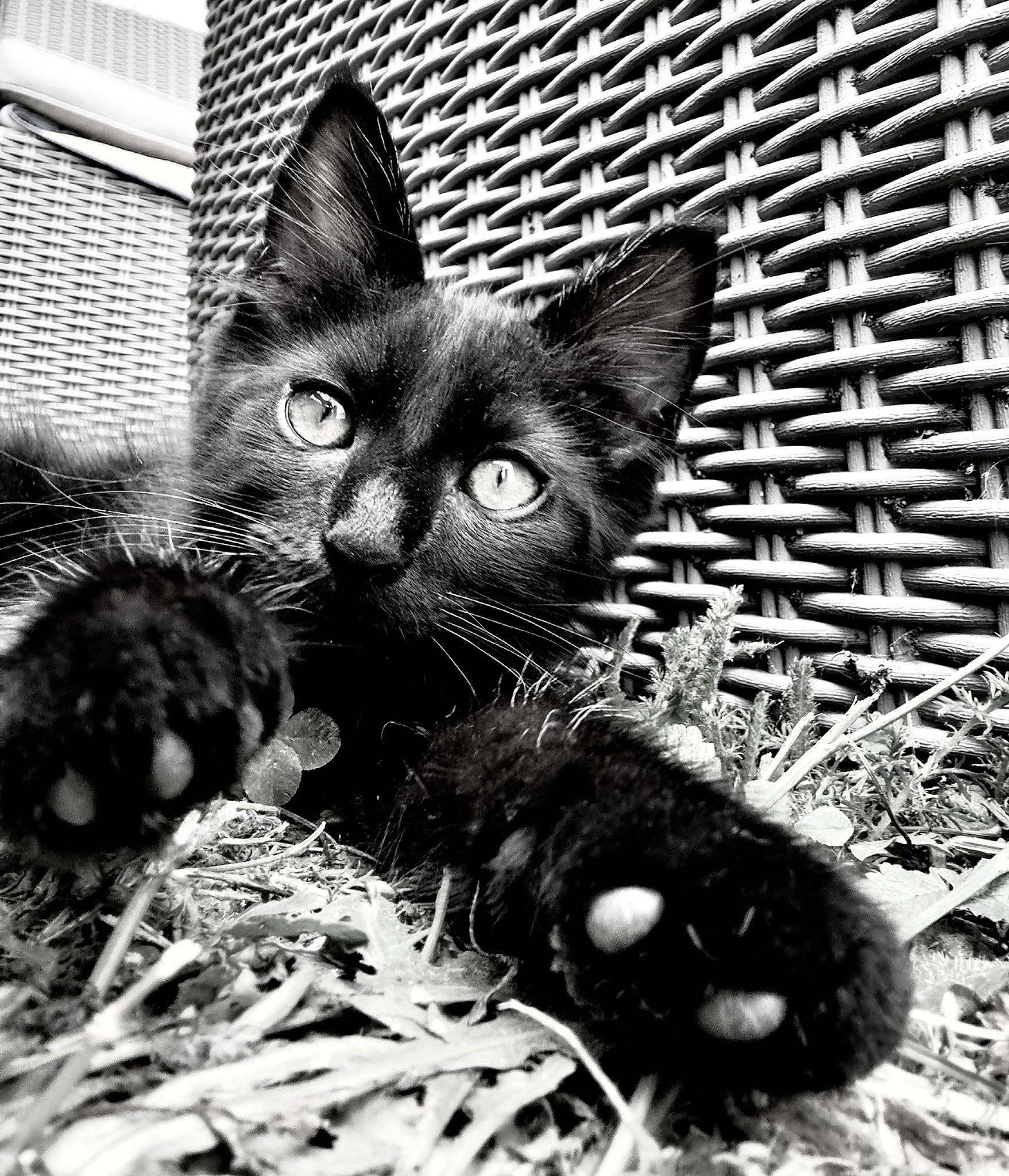 Goku a rejoint le concours — aidez-le/la à gagner de superbes lots ! animal_shelter, black_and_white, black_cat, carnivore, cat, claw, domestic_short_haired_cat, felidae, fur, grass, monochrome, monochrome_photography, paw, photo_caption, small_to_medium_sized_cats, snout, style, terrestrial_animal, whiskers, wildlife