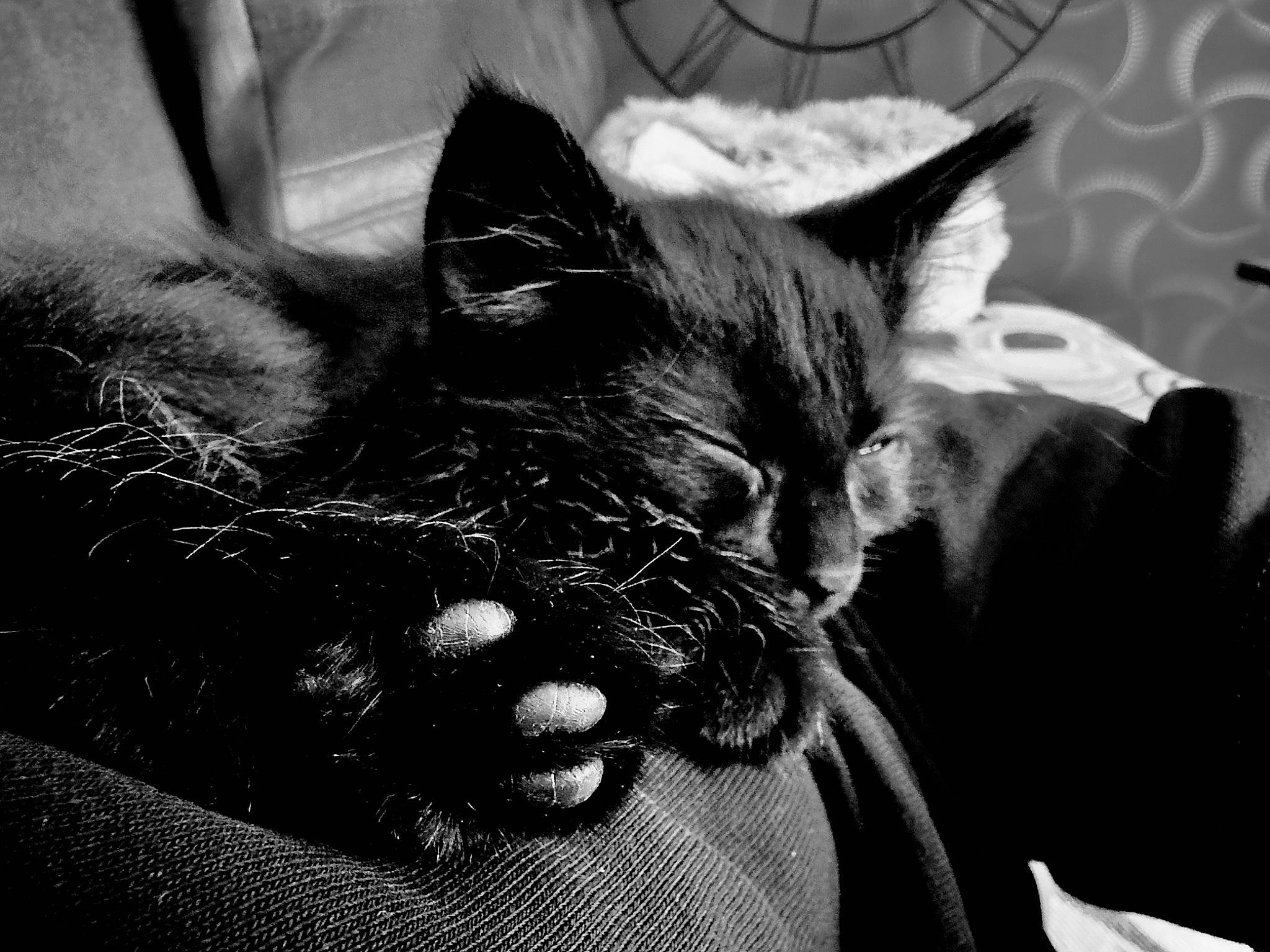 Goku participe au concours pour gagner de l'argent avec cette photo : black, black_and_white, black_cat, carnivore, cat, claw, comfort, domestic_short_haired_cat, ear, eye, felidae, fur, gesture, grey, monochrome, monochrome_photography, small_to_medium_sized_cats, snout, style, whiskers