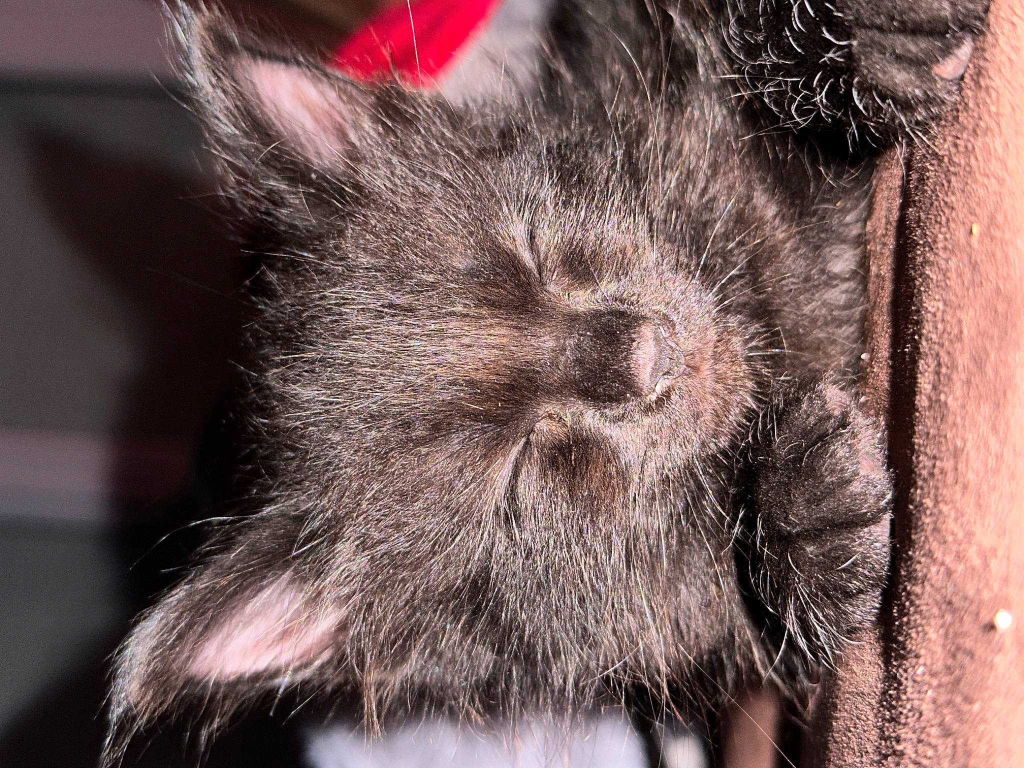 Goku participe au concours pour gagner de l'argent avec cette photo : canidae, carnivore, cat, claw, dog_breed, domestic_short_haired_cat, fawn, felidae, fur, liver, macro_photography, paw, small_to_medium_sized_cats, snout, tail, terrestrial_animal, whiskers, wildlife, wrinkle