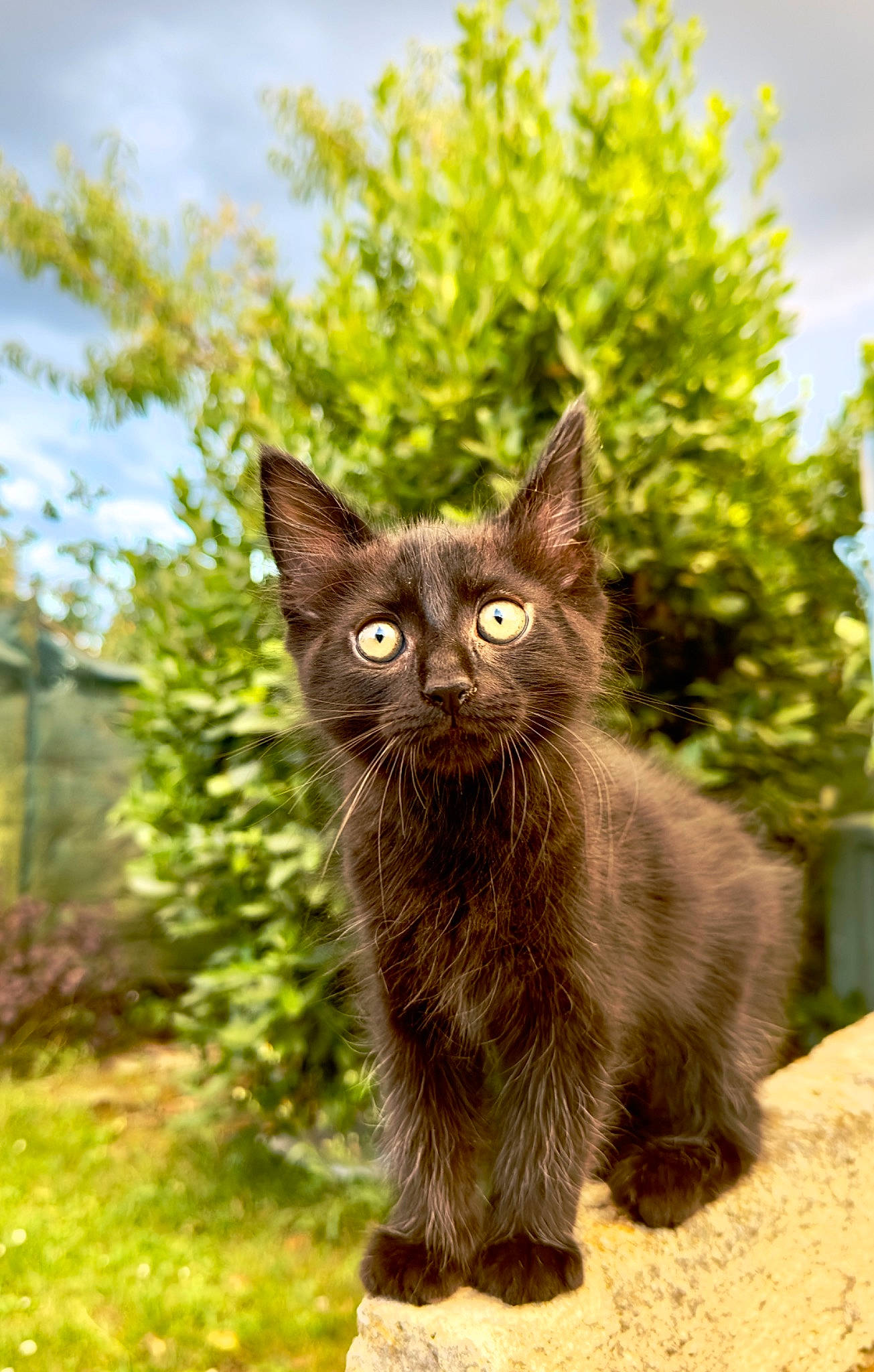 Goku a rejoint le concours — aidez-le/la à gagner de superbes lots ! black_cat, carnivore, cat, domestic_short_haired_cat, fawn, felidae, fur, grass, plant, shrub, sky, small_to_medium_sized_cats, snout, tail, terrestrial_animal, whiskers, wildlife