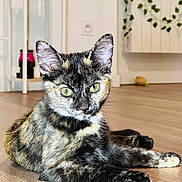 Pasteque participe au concours pour gagner de l'argent avec cette photo : animal, cat, close_up, ears, feline, fur, green_eyes, home, houseplant, indoor, kitchen, lying_down, pet, portrait, shelves, sitting, stretching, tortoiseshell_cat, whiskers, wooden_floor