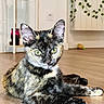 animal, cat, close_up, ears, feline, fur, green_eyes, home, houseplant, indoor, kitchen, lying_down, pet, portrait, shelves, sitting, stretching, tortoiseshell_cat, whiskers, wooden_floor