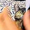 Pasteque a rejoint le concours — aidez-le/la à gagner de superbes lots ! animal, blanket, blurred_foreground, candid, cat, close_up, cozy, ear, feline, fingers, fur, green_eye, hand, hiding, indoors, patterned_fabric, pet, portrait, tortoiseshell_cat, whiskers