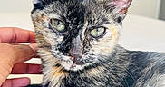 Pasteque a rejoint le concours — aidez-le/la à gagner de superbes lots ! animal, bed, black_fur, cat, close_up, feline, fur, green_eyes, human_hand, indoor, kitten, large_ears, lying_down, orange_fur, pet, portrait, relaxed, tortoiseshell, whiskers, white_fur
