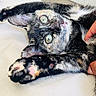Pasteque a rejoint le concours — aidez-le/la à gagner de superbes lots ! animal, black_and_white, calico, cat, cats, cuddling, feline, fur, green_eyes, human_hand, indoor, kitten, lying_down, paws, pet, pink_nose, toe_beans, upside_down, whiskers, wide_eyed
