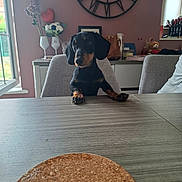 Buddy participe au concours pour gagner de l'argent avec cette photo : dog, dachshund, black_and_tan, pet, animal, sitting, indoors, dining_room, table, chair, home, clock, flowers, vase, teddy_bear, furniture, portrait, looking_at_camera, long_ears, funny