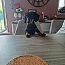 dog, dachshund, black_and_tan, pet, animal, sitting, indoors, dining_room, table, chair, home, clock, flowers, vase, teddy_bear, furniture, portrait, looking_at_camera, long_ears, funny