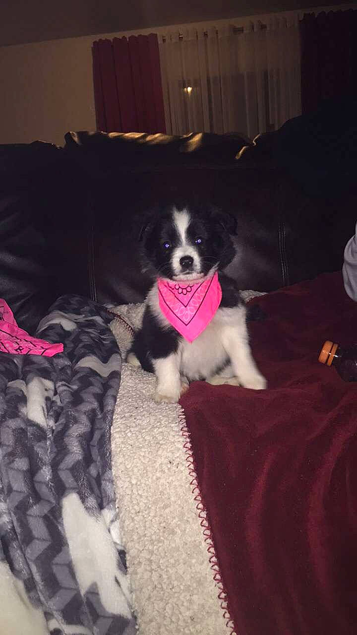 Layla joined the competition — help win amazing prizes! bernese_mountain_dog, border_collie, canidae, carnivore, companion_dog, dog, dog_breed, mammal, puppy, sporting_group, stabyhoun, vertebrate