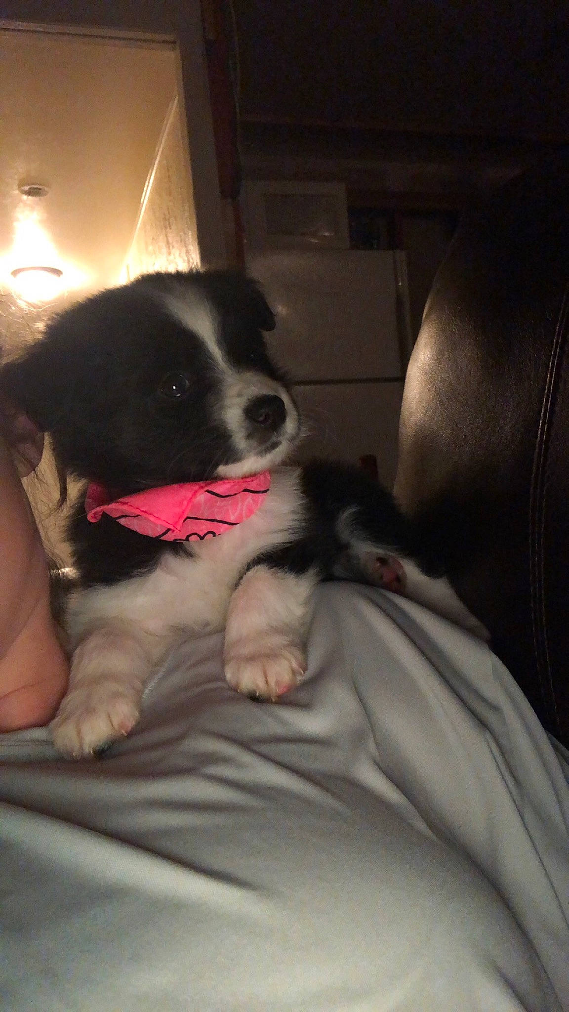 Layla is registered to the contest to win money with this photo: border_collie, canidae, carnivore, companion_dog, dog, dog_breed, mammal, puppy, puppy_love, snout, sporting_group