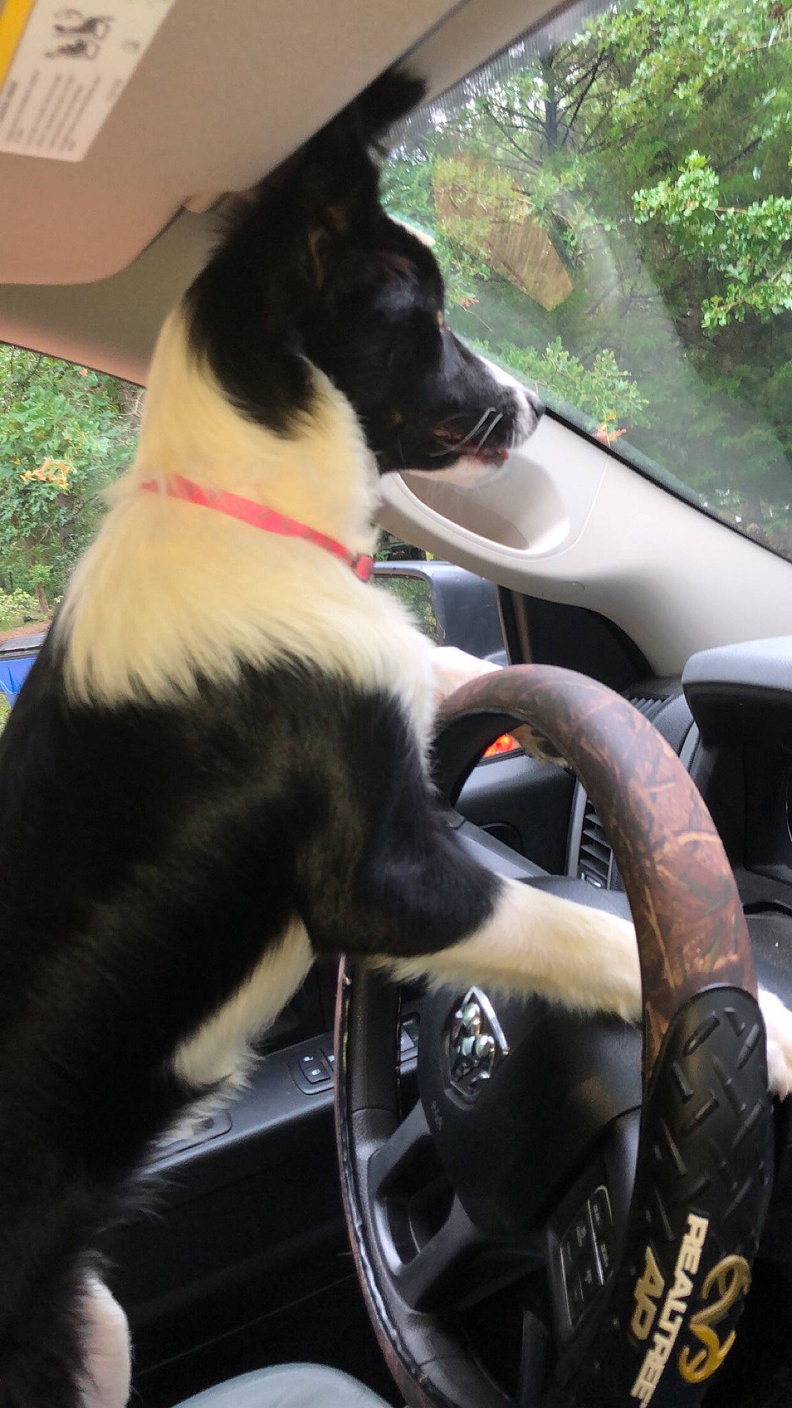 Layla joined the competition — help win amazing prizes! auto_part, automotive_wheel_system, automotive_window_part, border_collie, canidae, car, car_seat, carnivore, companion_dog, dog, dog_breed, driving, glass, sporting_group, steering_wheel, vehicle, wheel, window, windshield