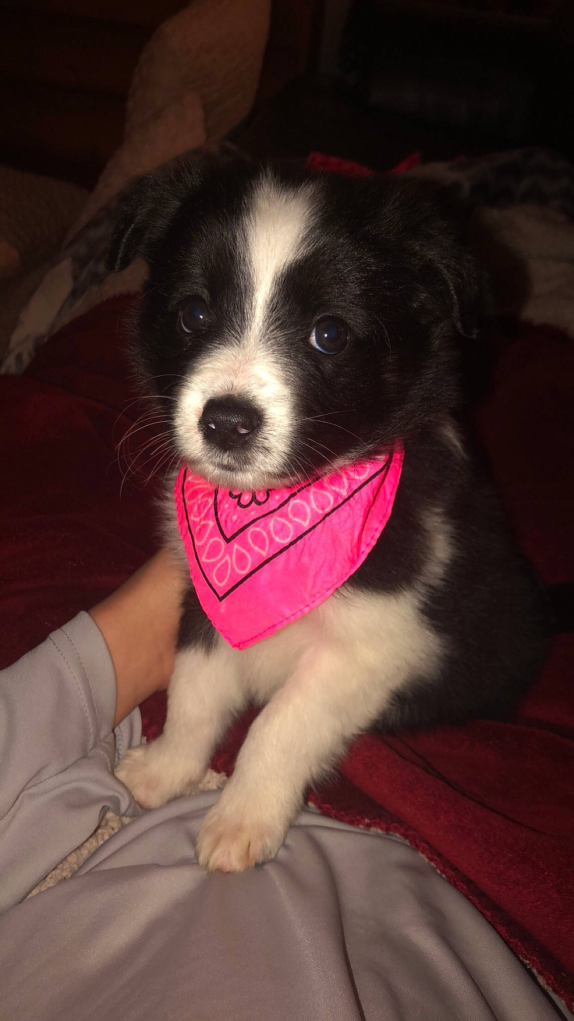 Layla is registered to the contest to win money with this photo: border_collie, canidae, carnivore, companion_dog, dog, dog_breed, mammal, puppy, rare_breed_dog, snout, sporting_group, vertebrate
