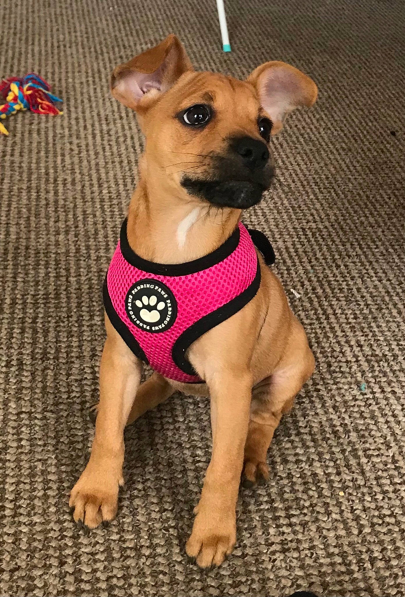 Elsie is registered to the contest to win money with this photo: carnivore, chihuahua, collar, companion_dog, dog, dog_breed, dog_clothes, dog_collar, dog_supply, fashion_accessory, fawn, pattern, paw, pet_supply, sleeveless_shirt, snout, sporting_group, toy_dog, whiskers, working_animal